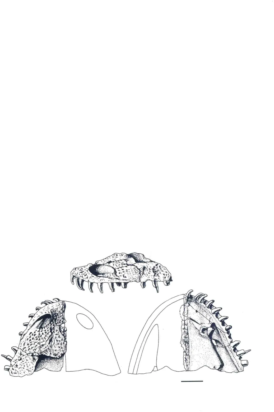 Anakamacops petrolicus Li et Cheng, 1999, a Permian amphibian fossil from Gansu.