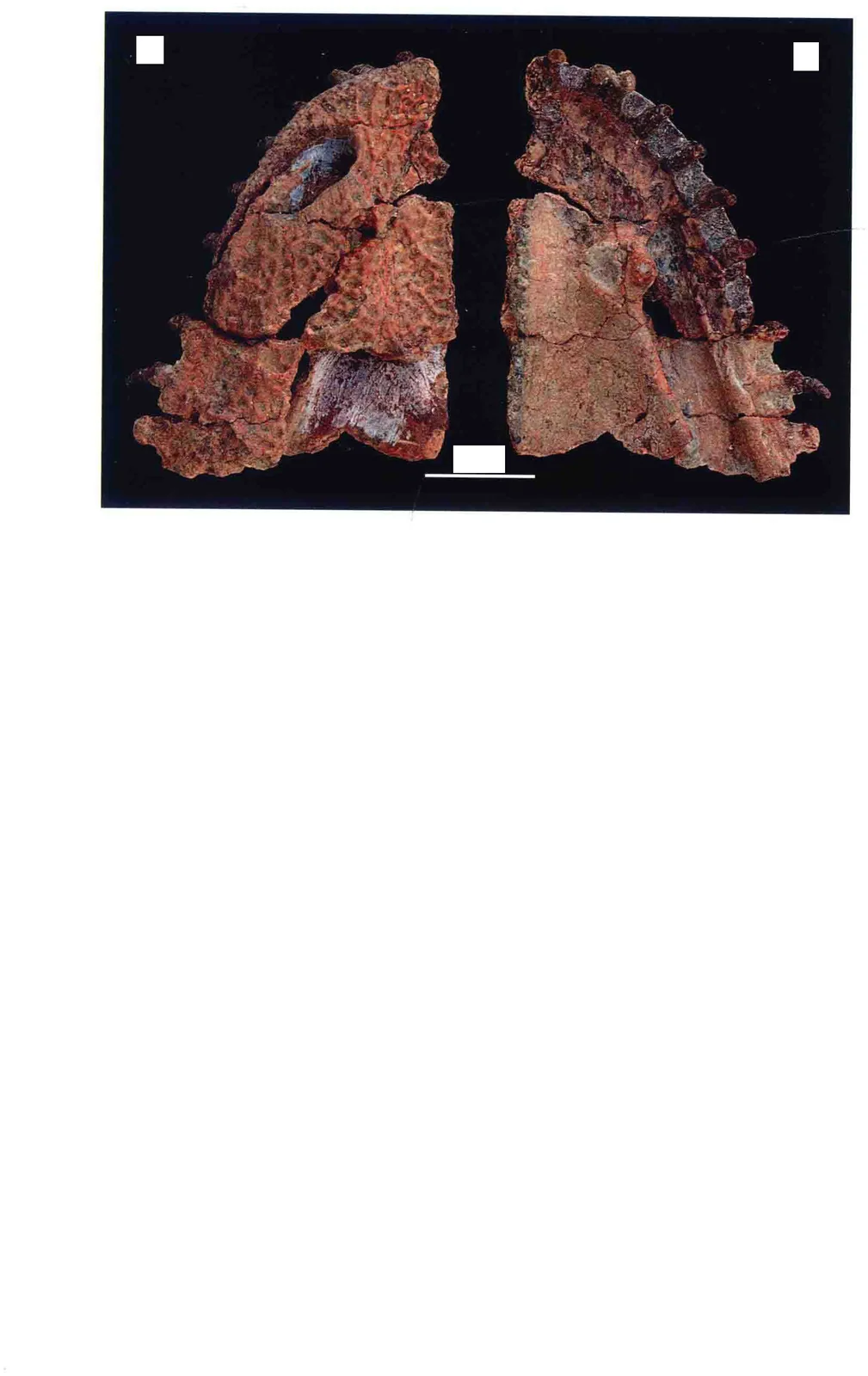 Anakamacops petrolicus Li et Cheng, 1999, a Permian amphibian fossil from Gansu.