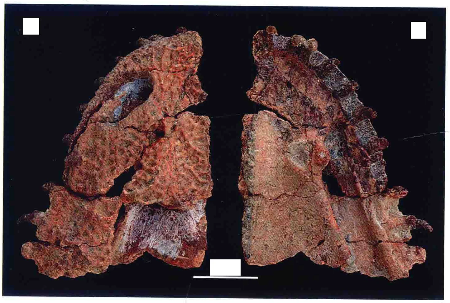 Anakamacops petrolicus Li et Cheng, 1999, a Permian amphibian fossil from Gansu.