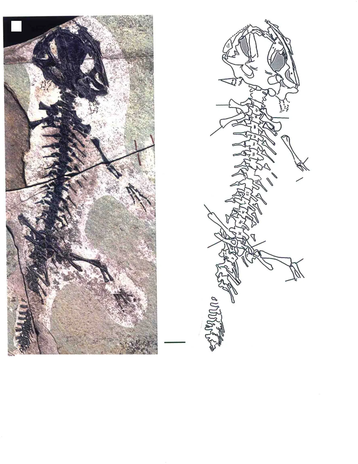 Beiyanerpeton jianpingensis Gao et Shubin, 2012, a Jurassic amphibian fossil from Liaoning.