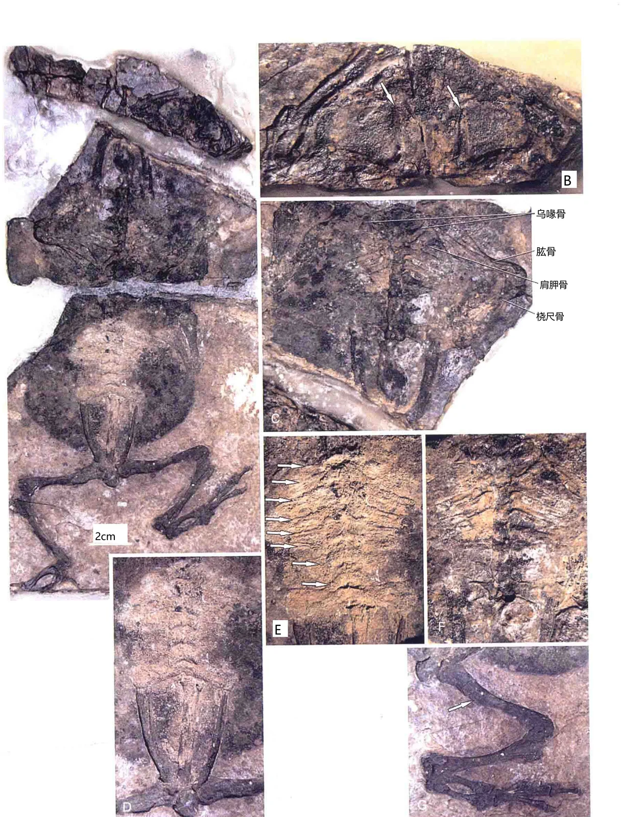 Bufo shandongensis Roczek, Dong, Prikryl, Sun, Tan et Wang, 2011, a Miocene amphibian fossil from Linqu Shanwang.