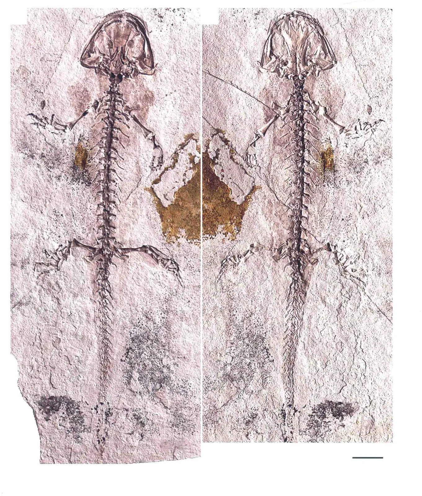 Chunerpeton tianyiensis Gao et Shubin, 2003, a Jurassic amphibian fossil from Inner Mongolia.