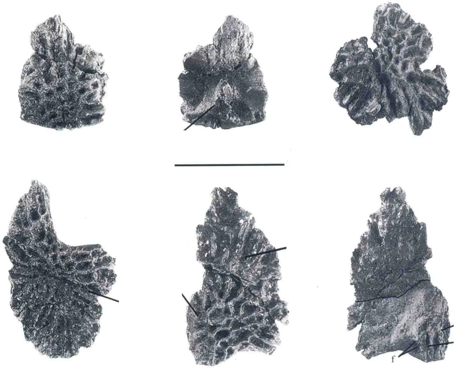 Gobiops desertus Shishkin, 1991, a Jurassic amphibian fossil from Mongolia.