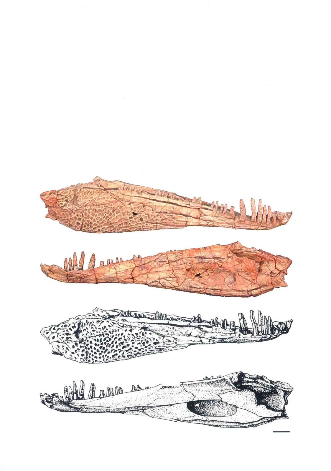 Ingentidens corridoricus Li et Cheng, 1999, a Permian amphibian fossil from Gansu.