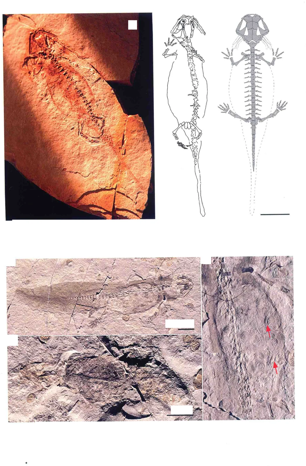 Jeholotriton paradoxus Wang, 2000, a Jurassic amphibian fossil from Inner Mongolia.