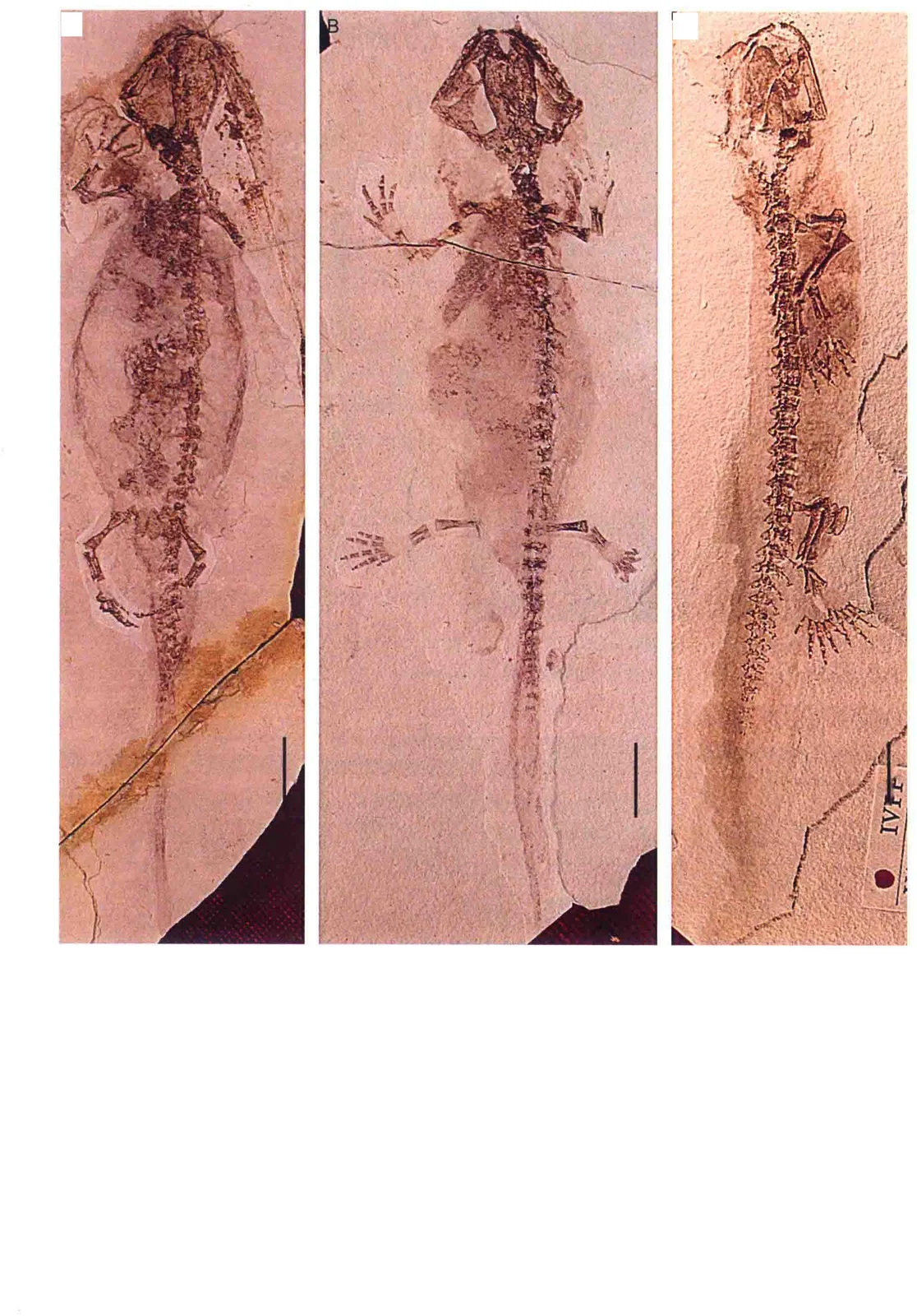 Jeholotriton paradoxus Wang, 2000, a Jurassic amphibian fossil from Inner Mongolia.