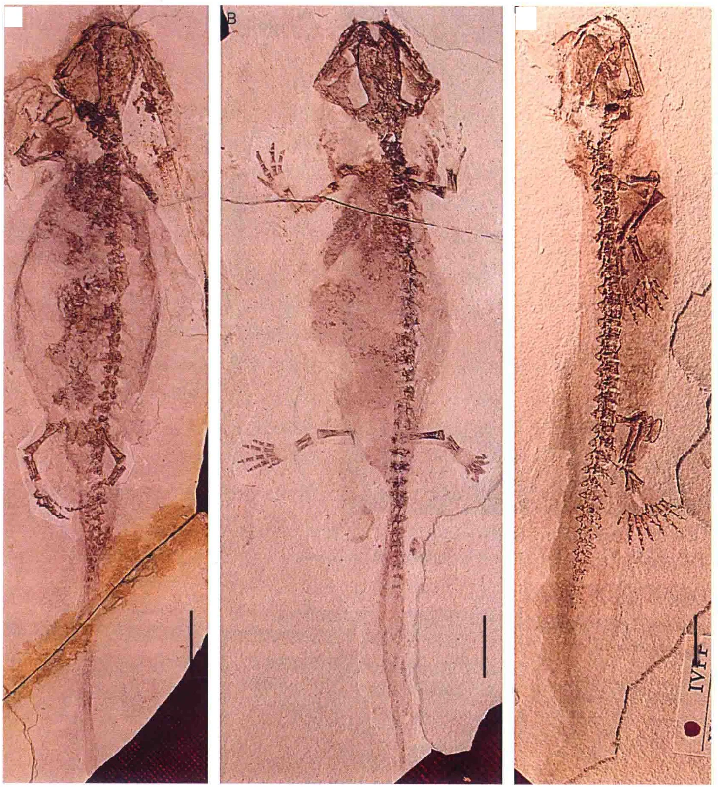 Jeholotriton paradoxus Wang, 2000, a Jurassic amphibian fossil from Inner Mongolia.