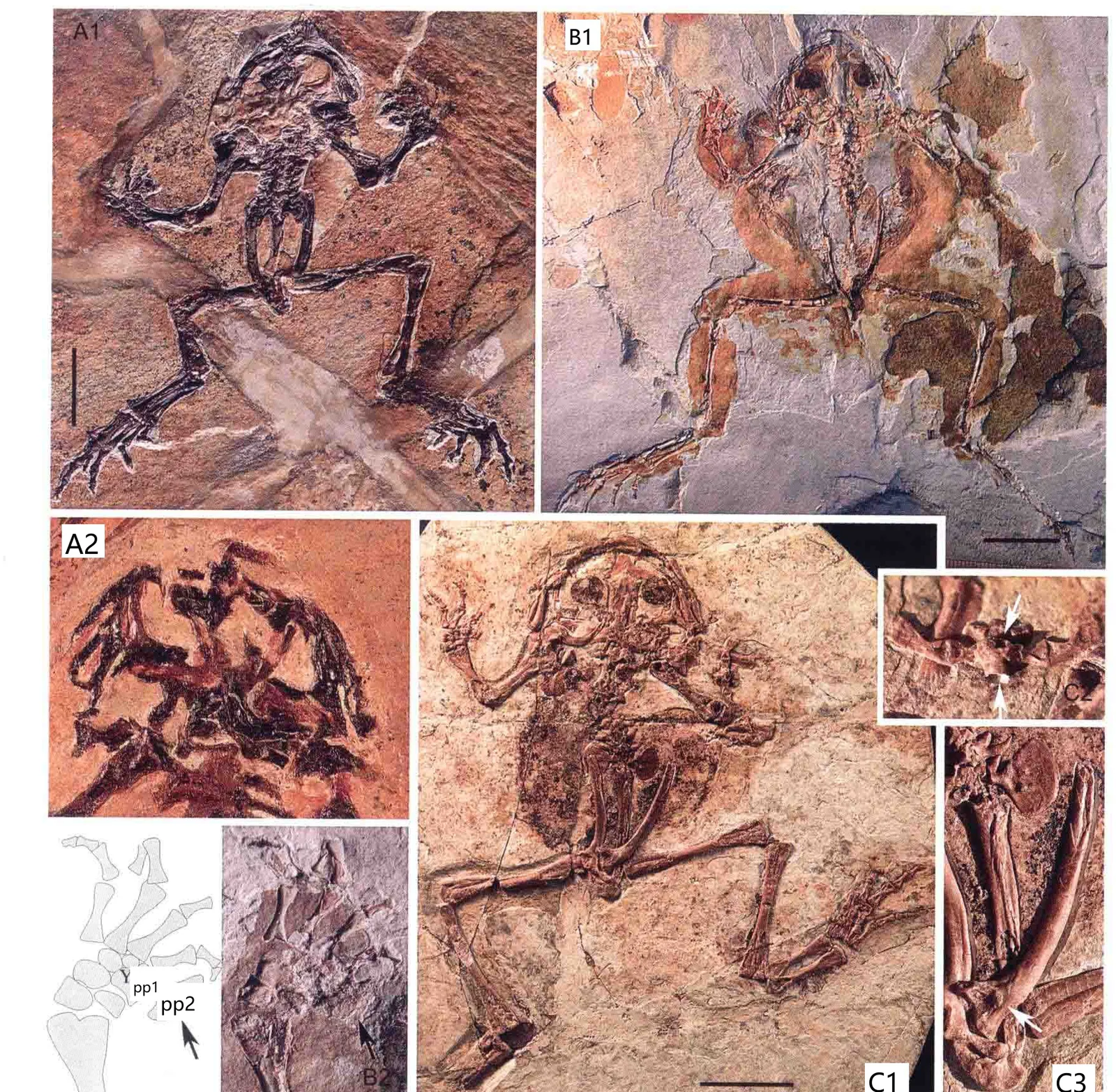 Liaobatrachus beipiaoensis (Gao et Wang, 2001), a Cretaceous amphibian fossil from Heitizigou (Heituogou).
