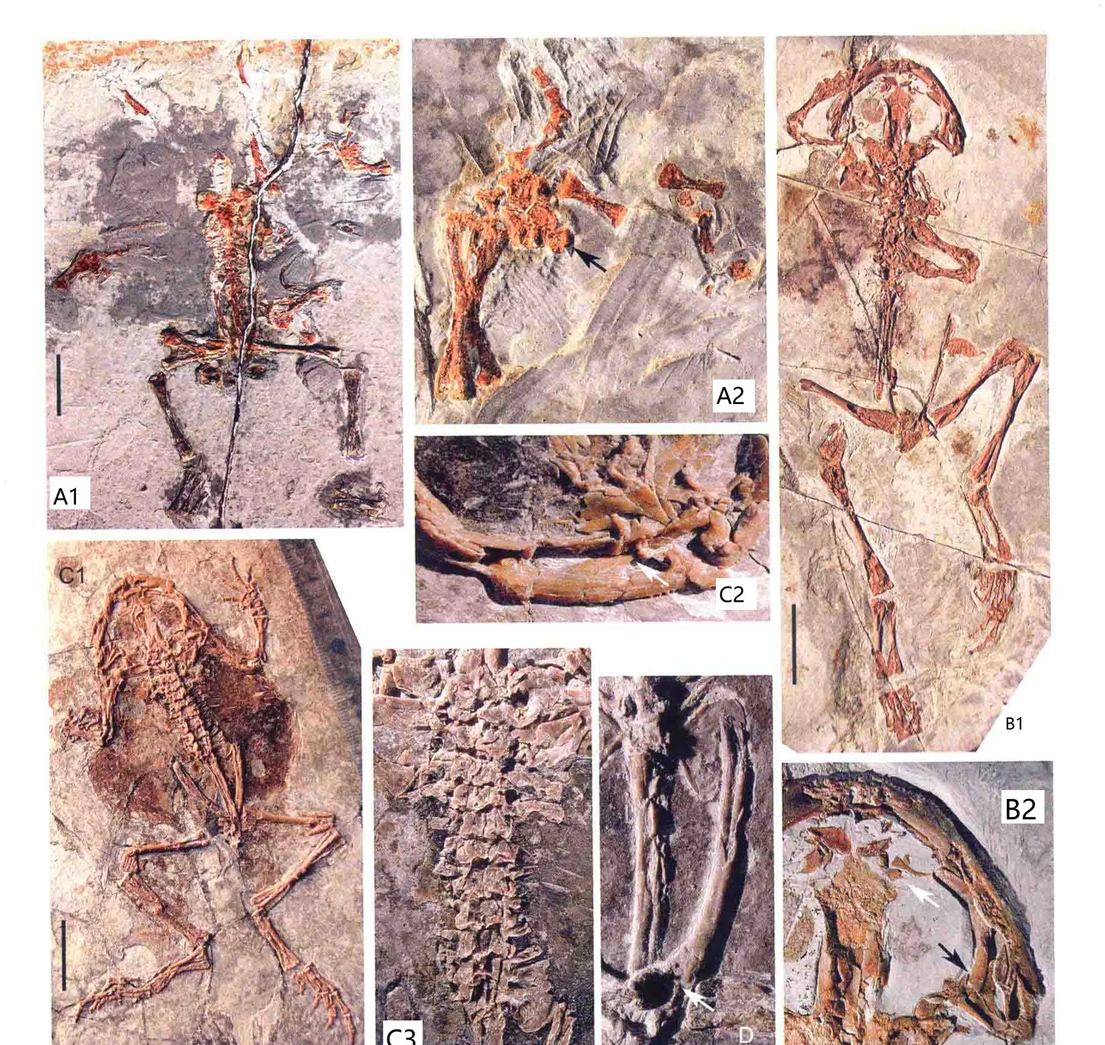 Liaobatrachus grabaui Ji et Ji, 1998, a Cretaceous amphibian fossil from Sihetun.