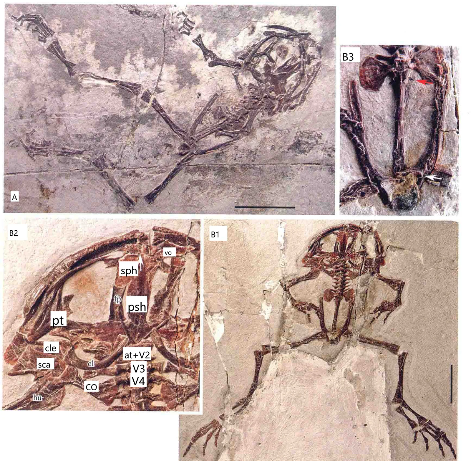 Liaobatrachus macilentus (Gao et Chen, 2004), a Cretaceous amphibian fossil from Hexianxin.