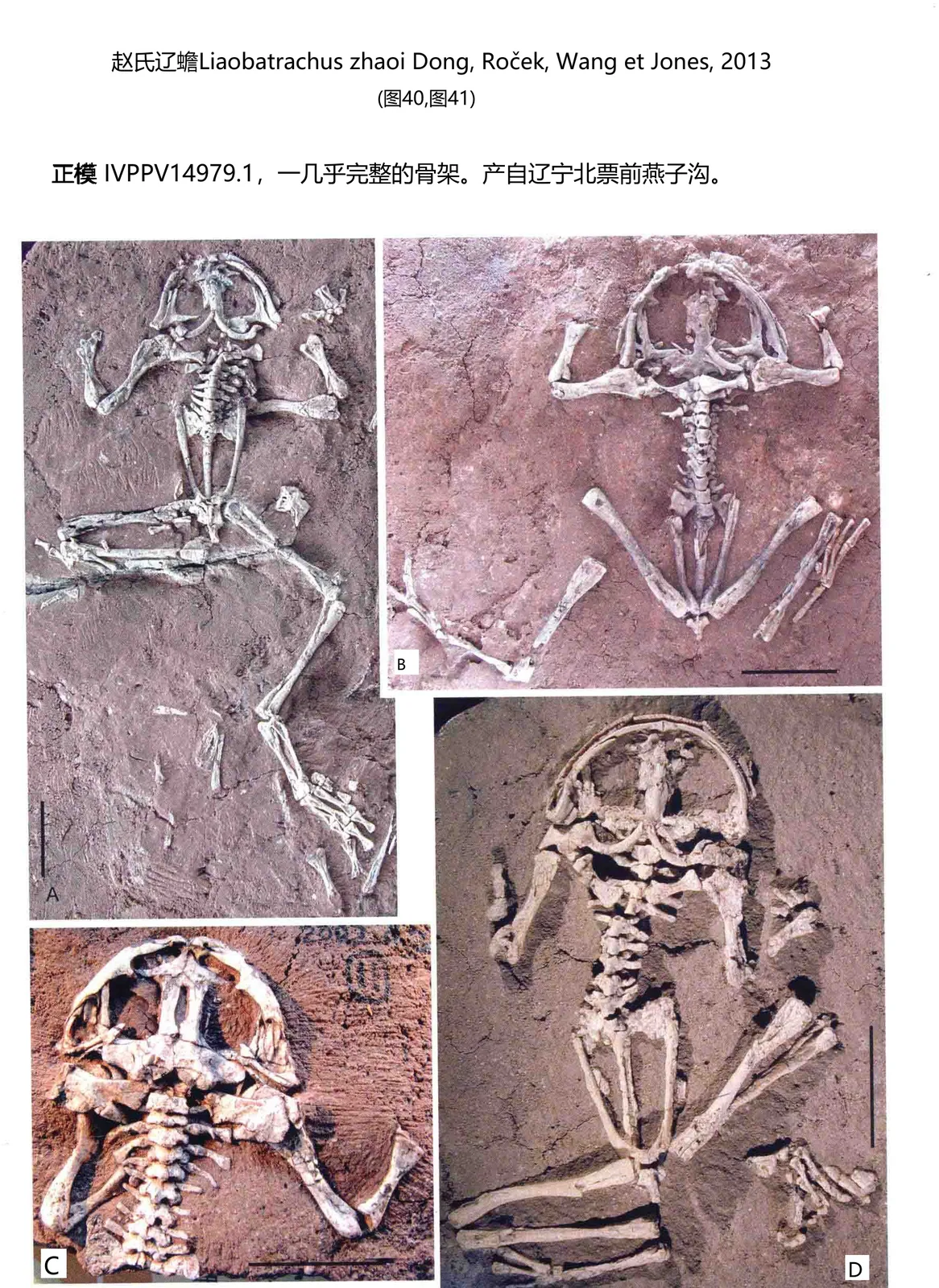 Liaobatrachus zhaoi Dong, Roczek, Wang et Jones, 2013, a Cretaceous amphibian fossil from Qianyanzigou.