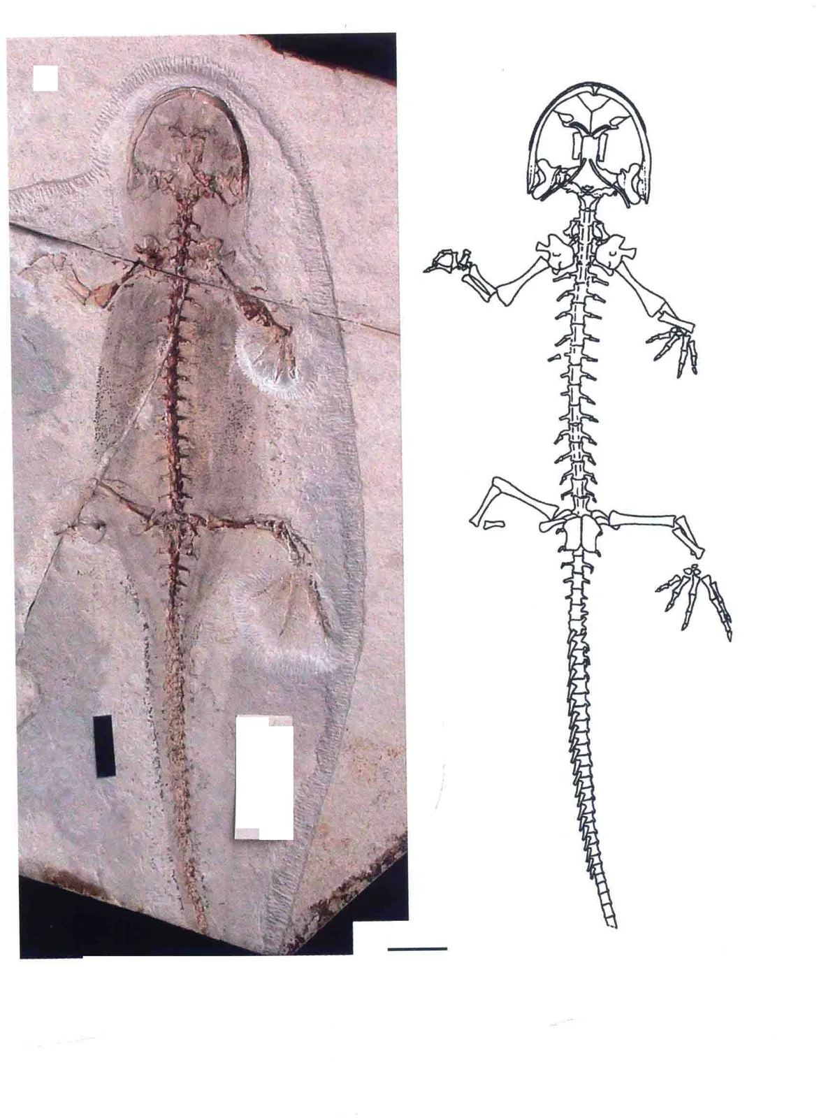 Liaoxitriton daohugouensis Wang, 2004, a Jurassic amphibian fossil from Inner Mongolia.