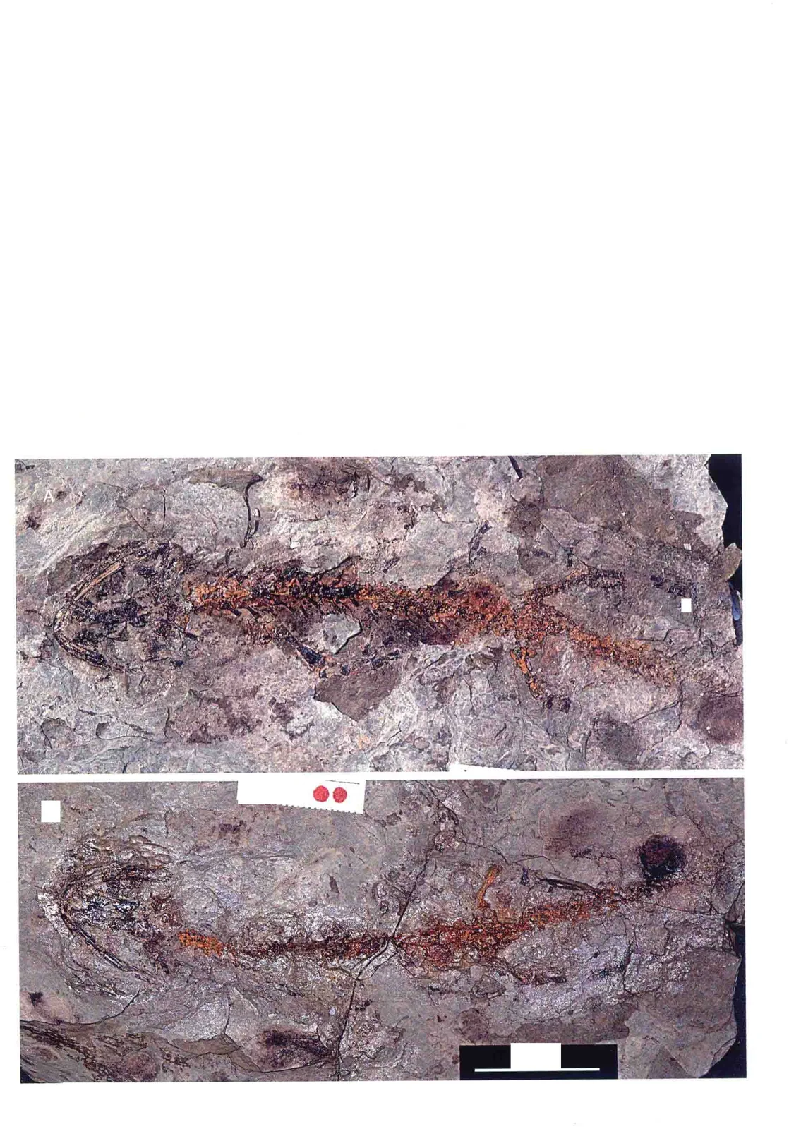 Liaoxitriton zhongjiani Dong et Wang, 1998, a Cretaceous amphibian fossil from Liaoning.