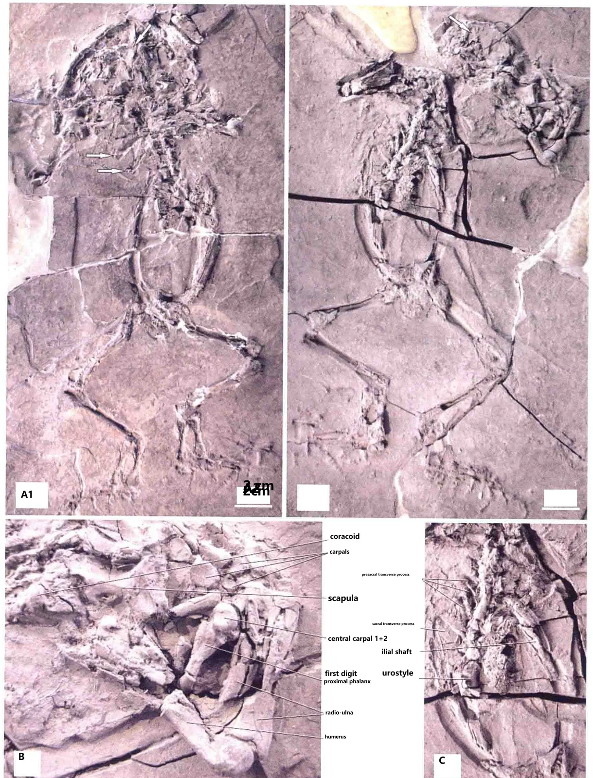 Macropelobates linquensis (Yang, 1977), a Miocene amphibian fossil from Linqu Shanwang.