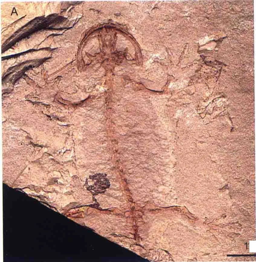 Pangerpeton sinensis Wang et Evans, 2006, a Jurassic amphibian fossil from Liaoning.