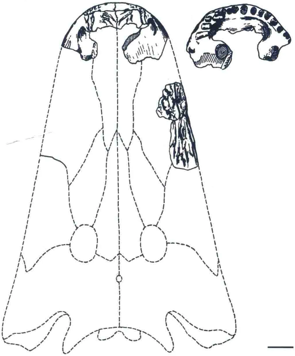 Parotosuchus turfanensis? (Young, 1966) Wang, Zhang et Sun, 2008, a Triassic amphibian fossil from Xinjiang.