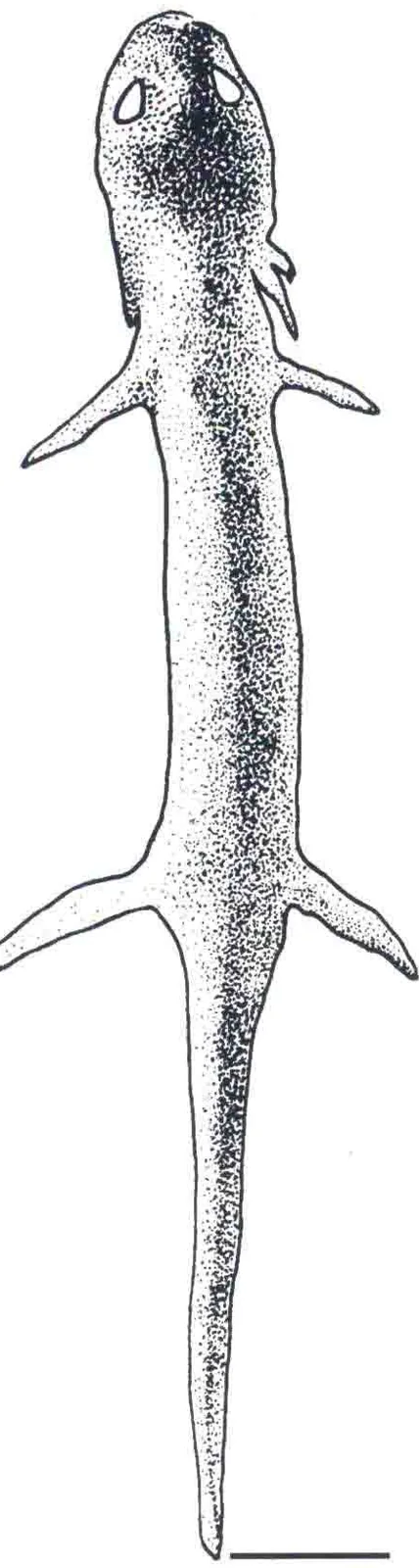 Procynops? miocenicus Young, 1965, a Miocene amphibian fossil from Shandong.