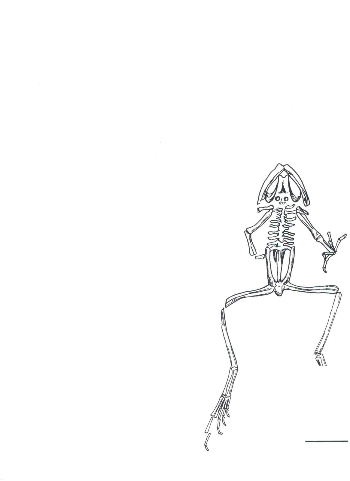 Rana basaltica? Young, 1936, a Miocene amphibian fossil from Linqu Shanwang.