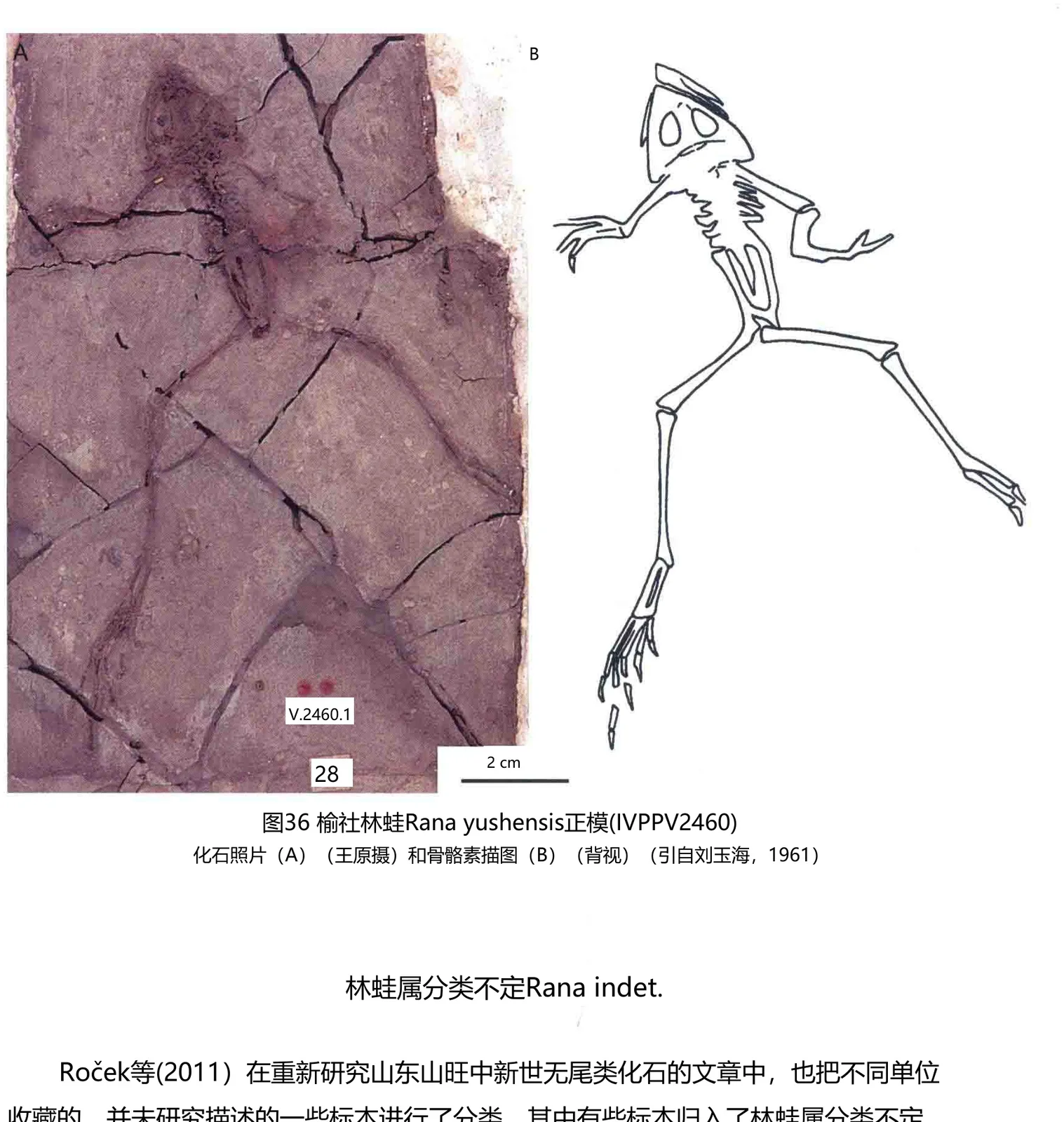 Rana yushensis Liu, 1961, a Pliocene amphibian fossil from Zhangcun Xiaonangou.