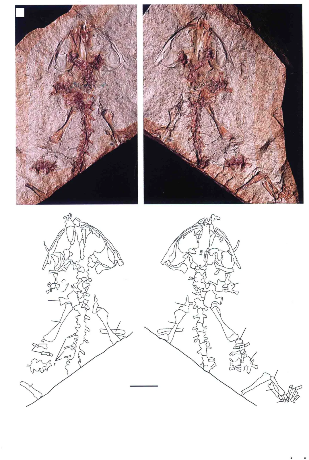 Regalerpeton weichangensis Zhang, Wang, Jones et Evans, 2009, a Cretaceous amphibian fossil from Hebei.