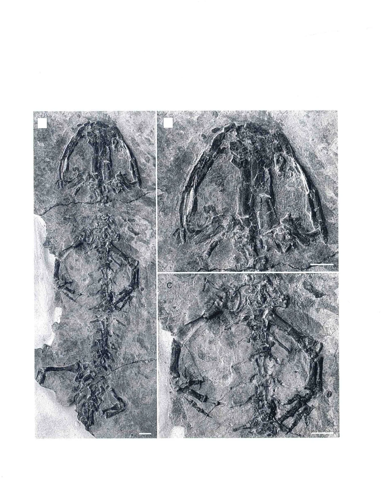 Sinerpeton? fengshanensis Gao et Shubin, 2001, a Cretaceous amphibian fossil from Hebei.