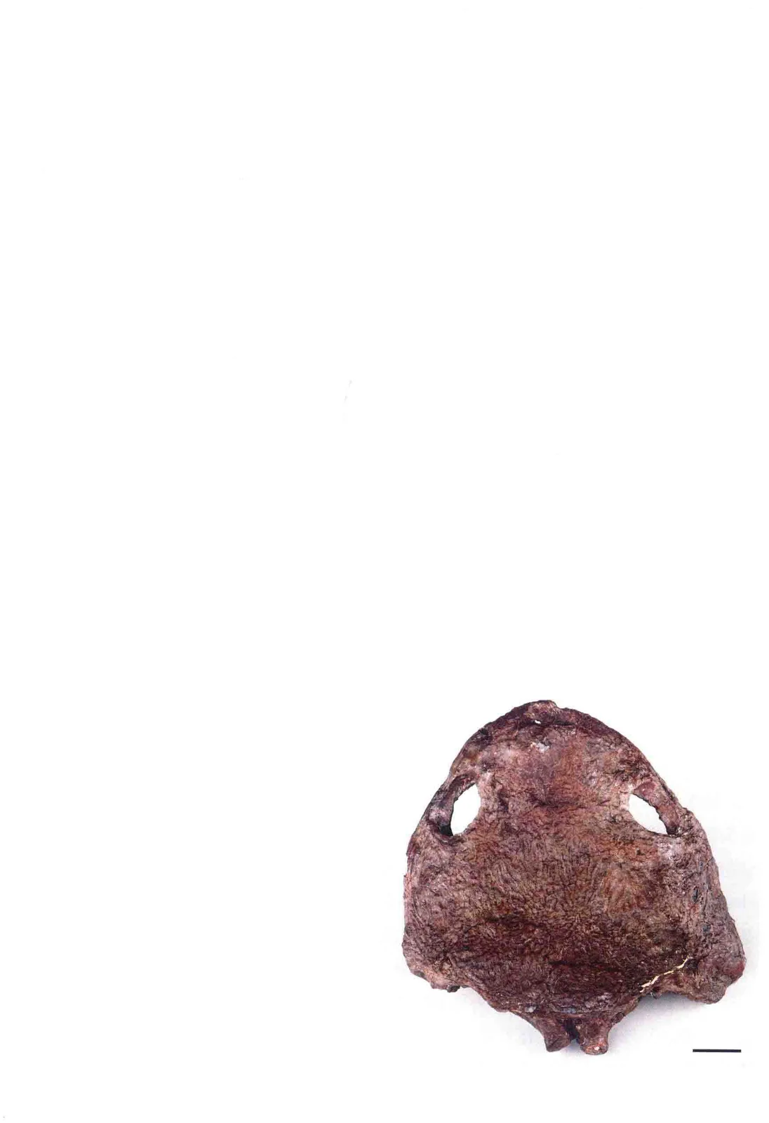 Sinobrachyops placenticephalus Dong, 1985, a Jurassic amphibian fossil from Sichuan.