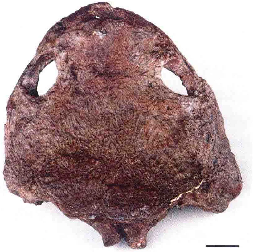 Sinobrachyops placenticephalus Dong, 1985, a Jurassic amphibian fossil from Sichuan.