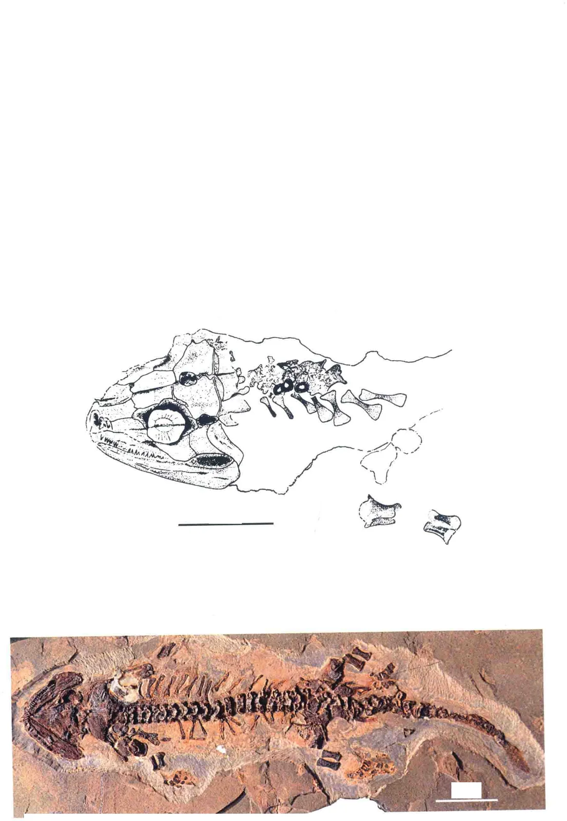 Urumqia liudaowanensis Zhang, Li et Wang, 1984, a Permian amphibian fossil from Xinjiang.