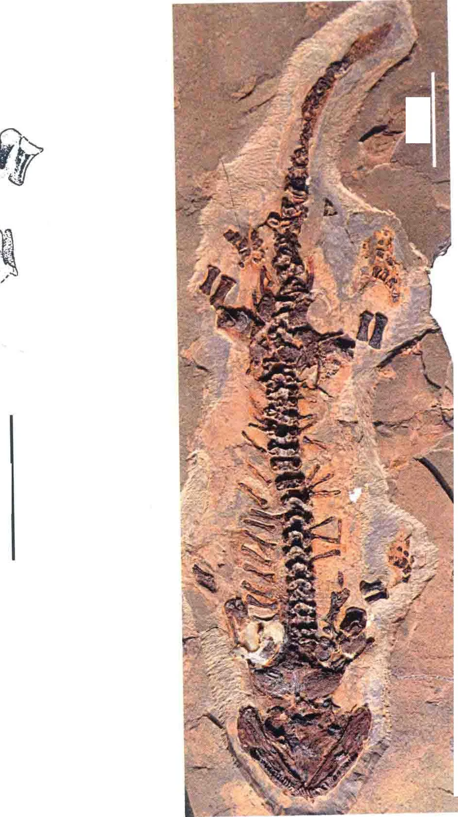 Urumqia liudaowanensis Zhang, Li et Wang, 1984, a Permian amphibian fossil from Xinjiang.