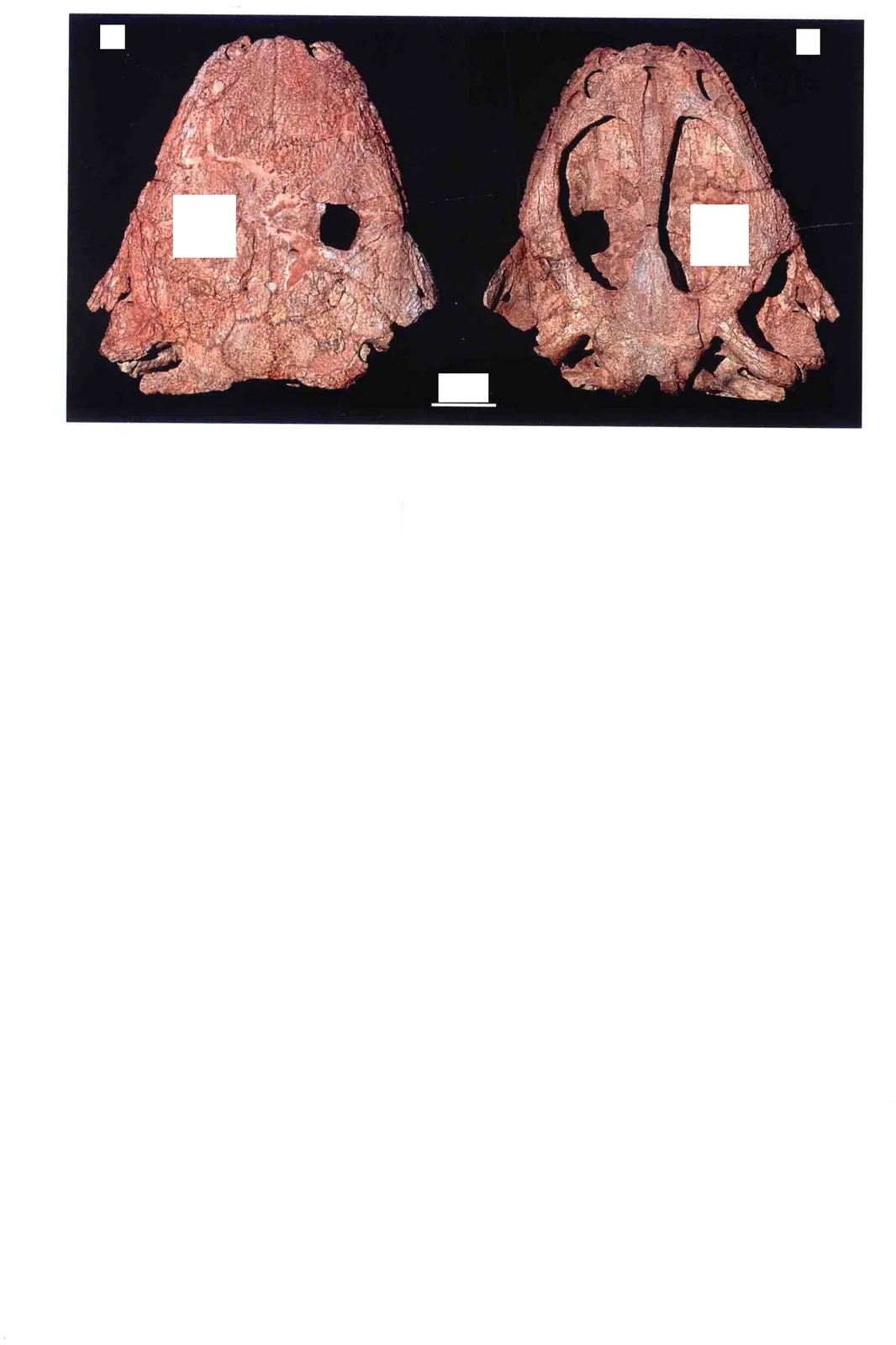 Yuanansuchus laticeps Liu et Wang, 2005, a Triassic amphibian fossil from Hubei.