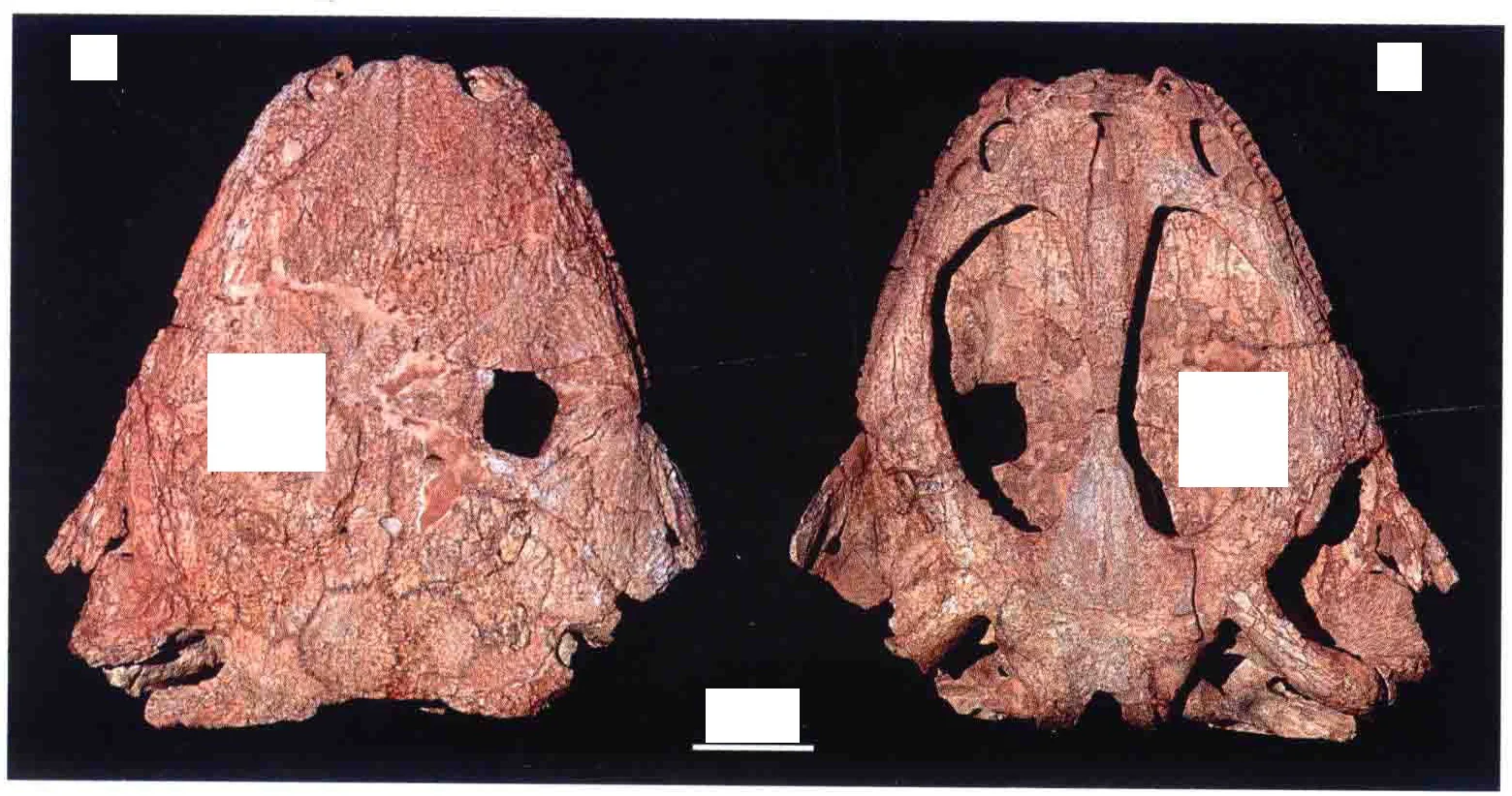 Yuanansuchus laticeps Liu et Wang, 2005, a Triassic amphibian fossil from Hubei.