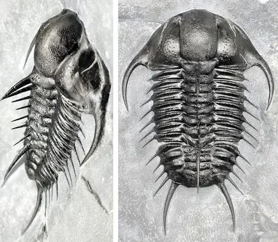 Dorypyge sp. fossil specimen from Linyi, Shandong