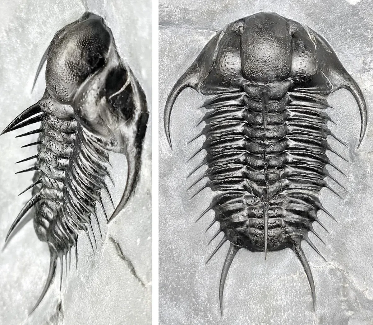 Fossil Specimen