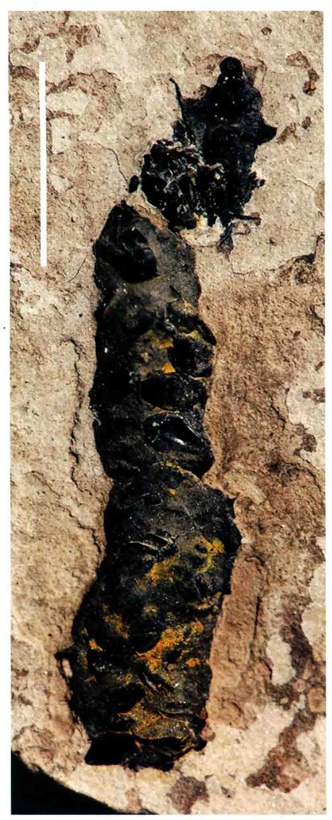 Coprolites, a Triassic marine reptile fossil from Luoping.