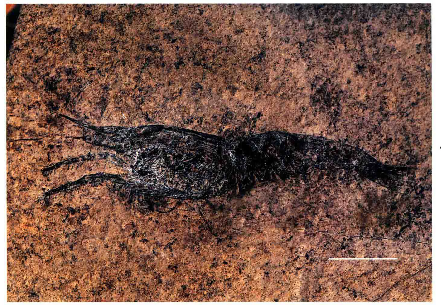 Aeger luxii, a Triassic marine reptile fossil from Luoping.