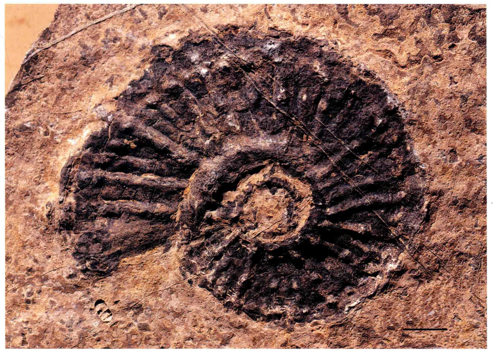 Ammonoidea sp., a Triassic marine reptile fossil from Luoping.