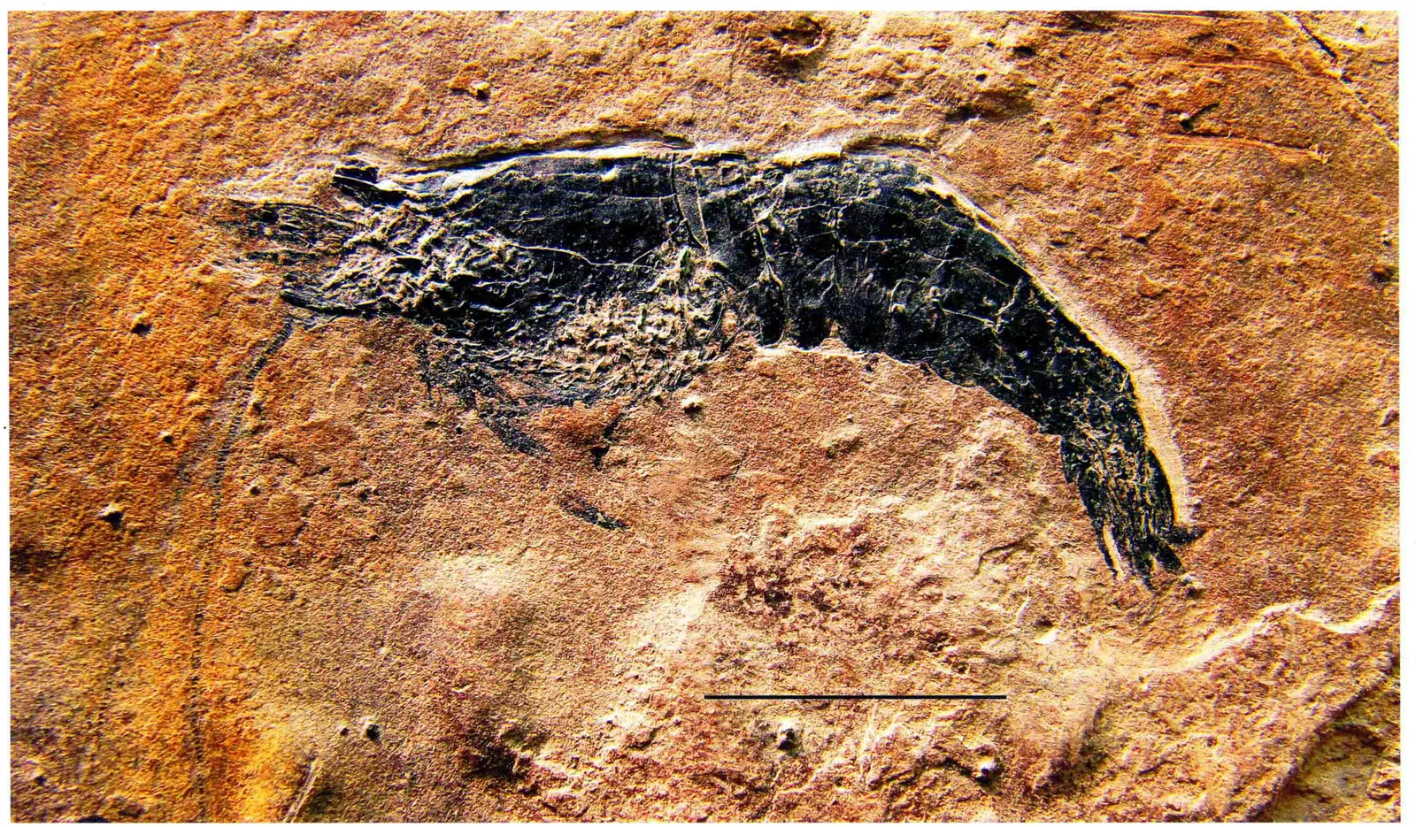 Anisaeger brevispinus, a Triassic marine reptile fossil from Luoping.