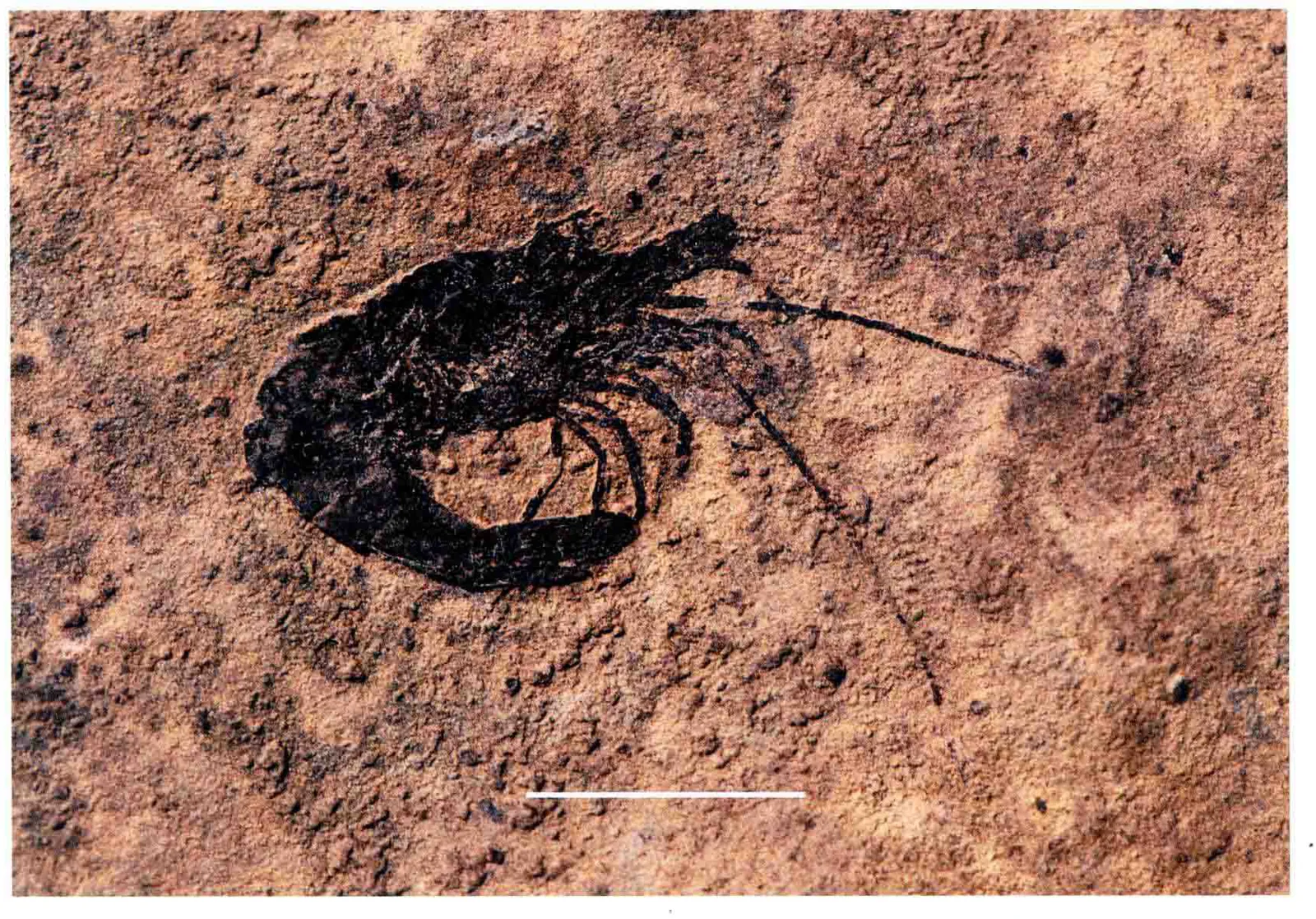 Anisaeger spiniferus, a Triassic marine reptile fossil from Luoping.
