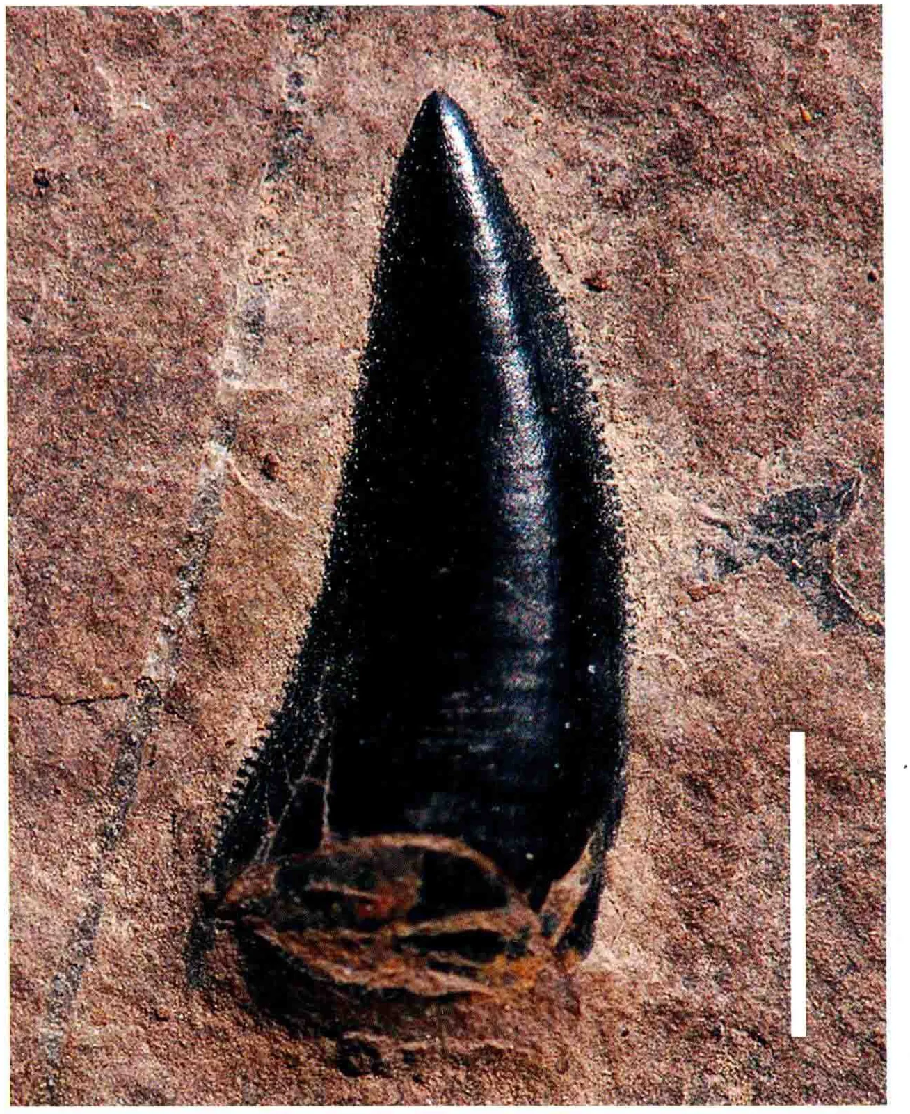 Archosauria indet., a Triassic marine reptile fossil from Luoping.