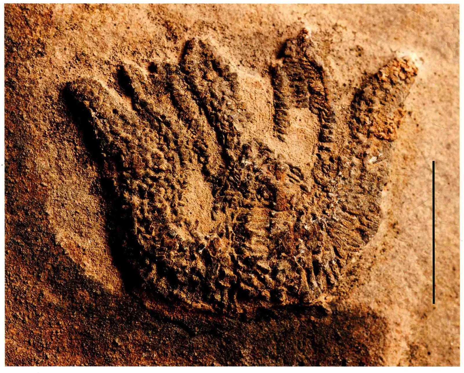 Asteroidea sp., a Triassic marine reptile fossil from Luoping.