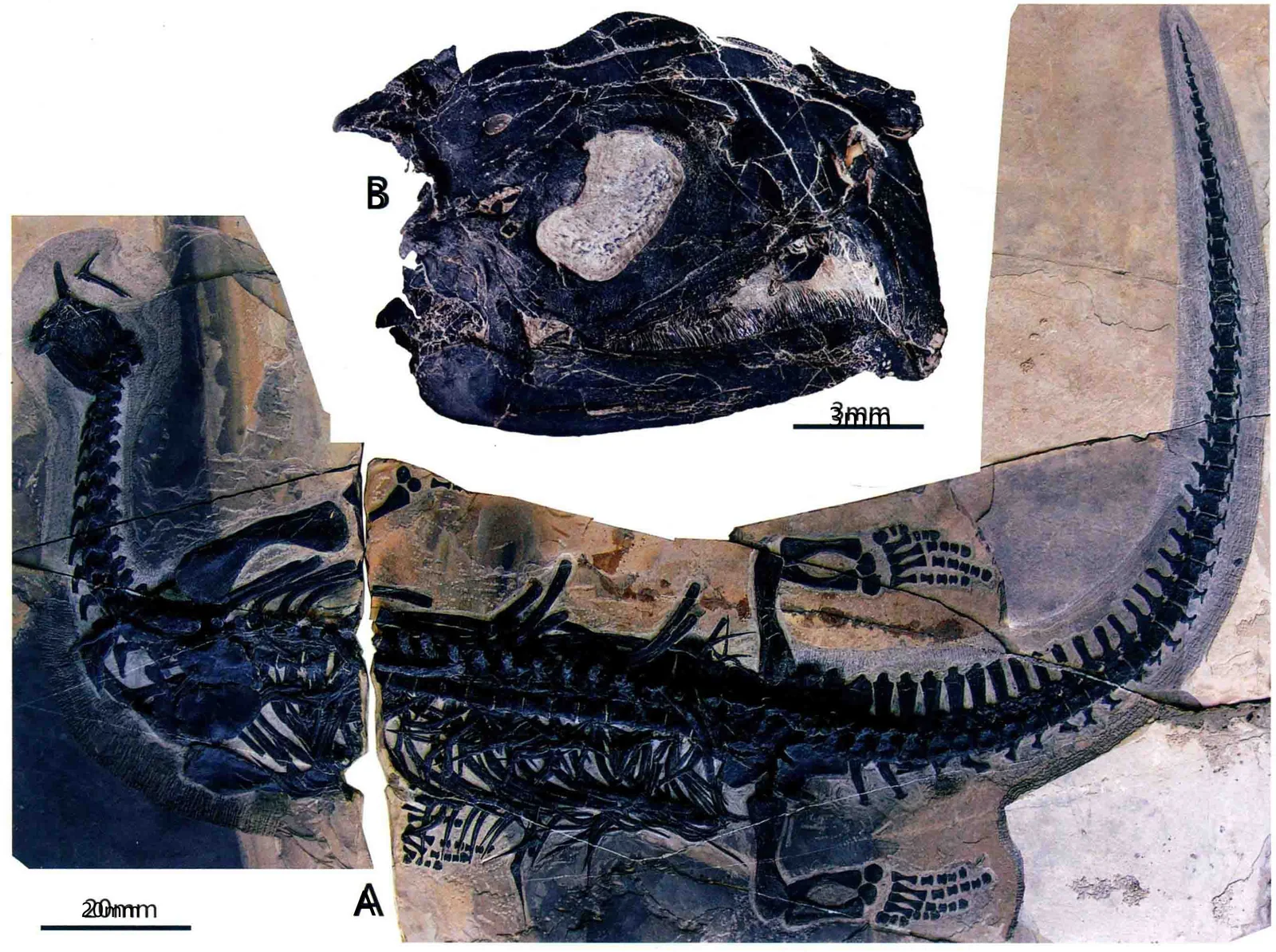 Atopodentatus unicus, a Triassic marine reptile fossil from Luoping.