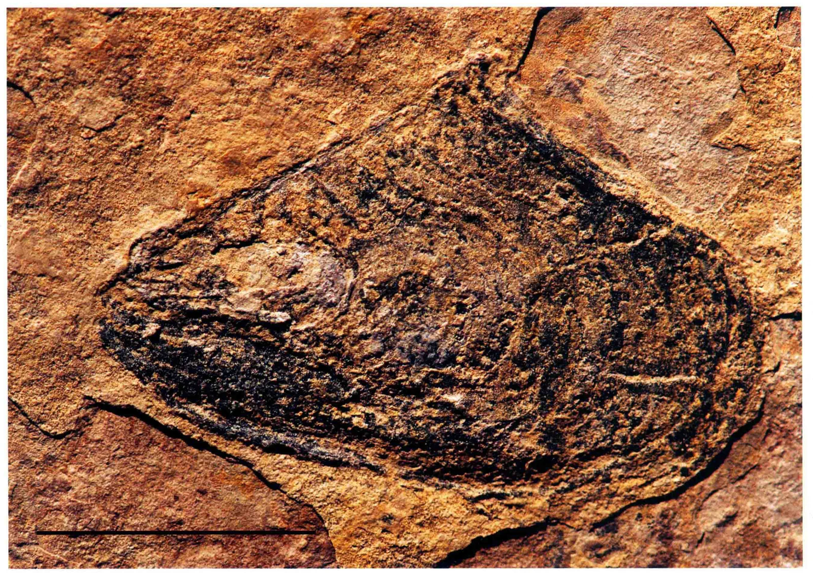 Bakevellia sp., a Triassic marine reptile fossil from Luoping.