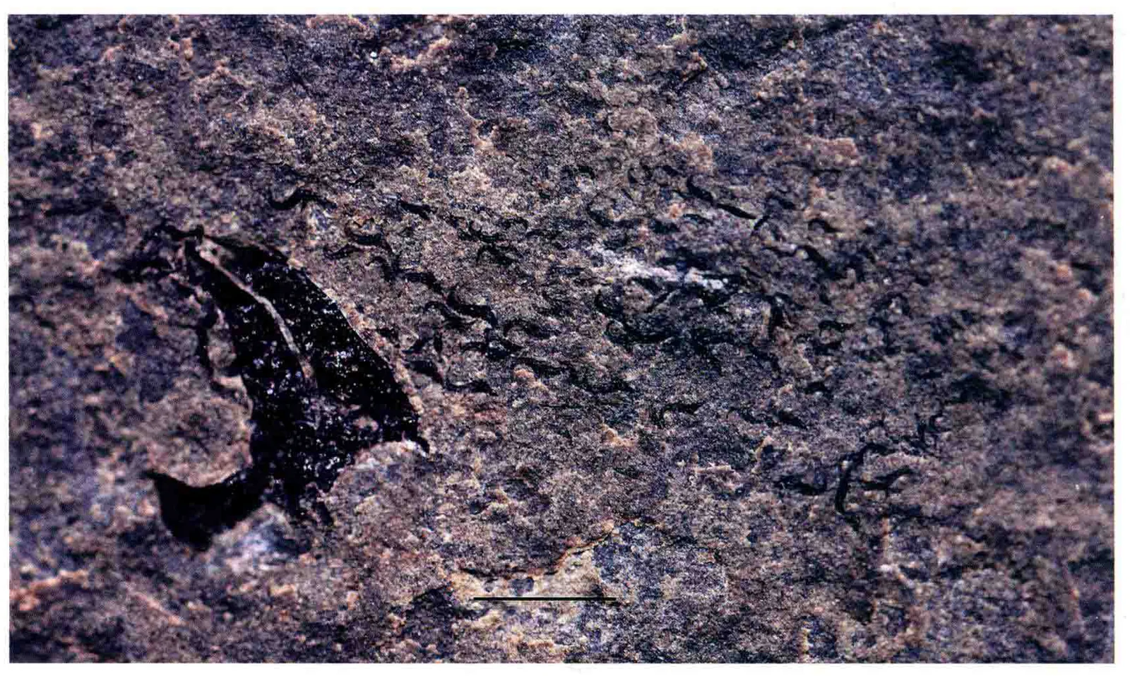 Coleoidea sp., a Triassic marine reptile fossil from Luoping.