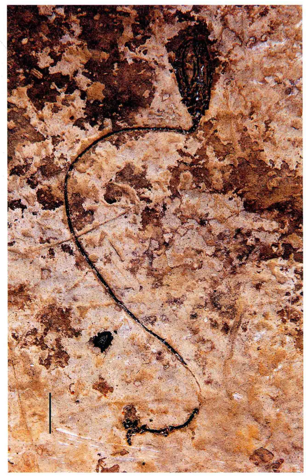 Crinoidea sp., a Triassic marine reptile fossil from Luoping.