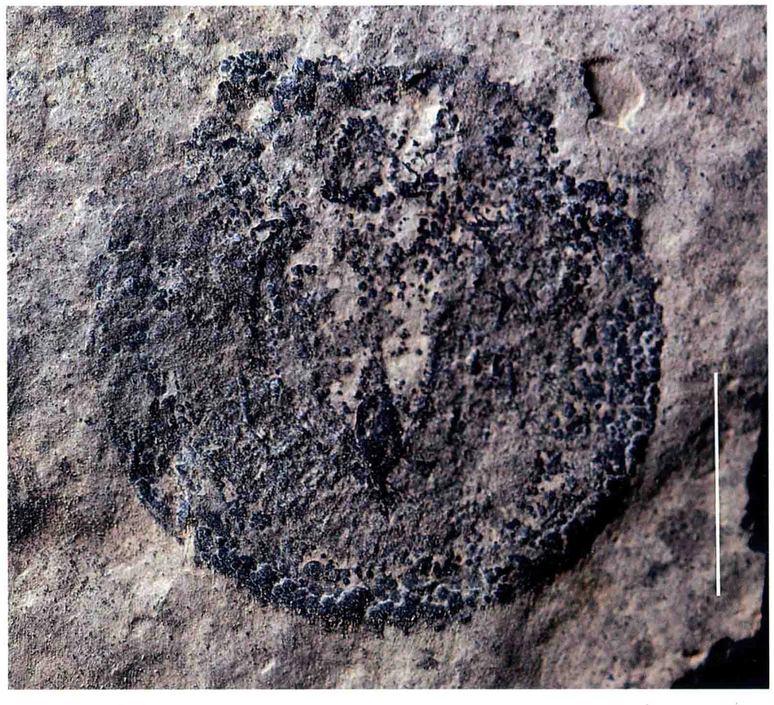 Cycloidea sp., a Triassic marine reptile fossil from Luoping.