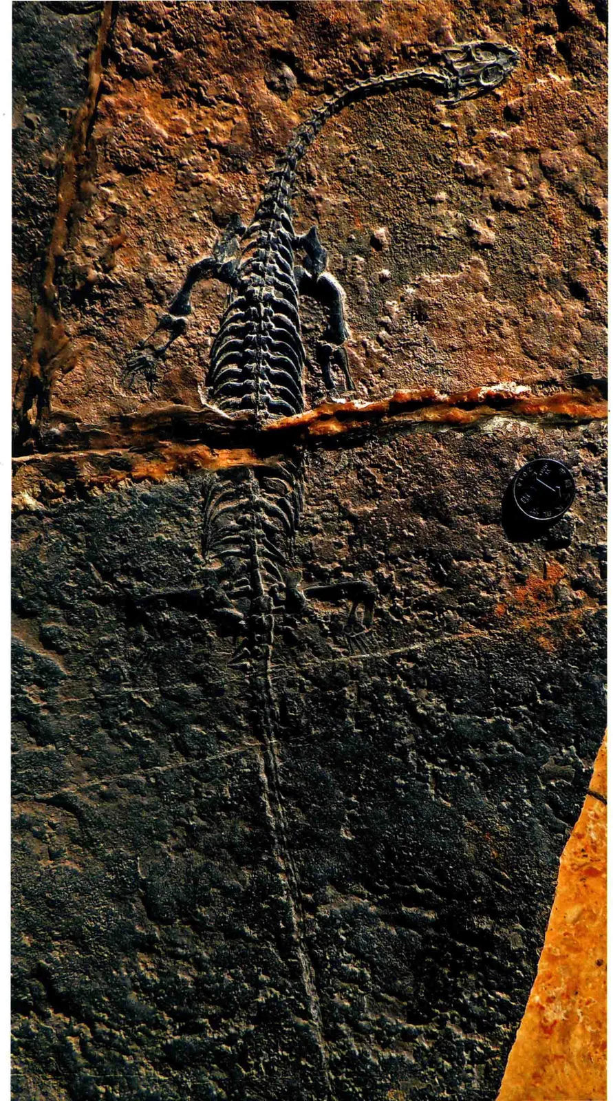 Diandongosaurus acutidentatus, a Triassic marine reptile fossil from Luoping.