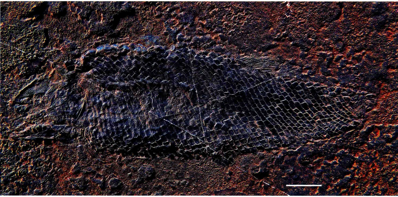 Diandongperleidus denticulatus, a Triassic marine reptile fossil from Luoping.