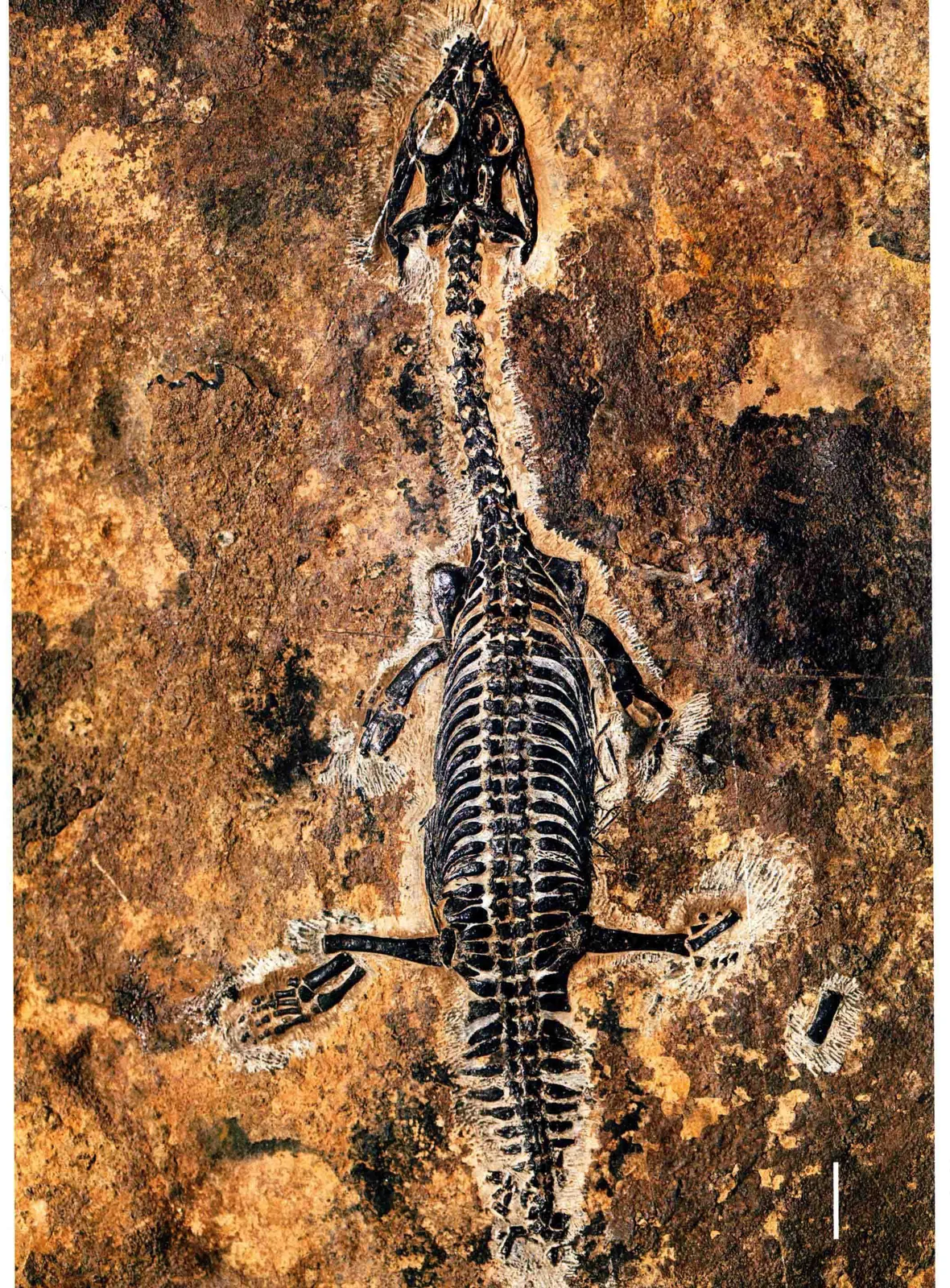 Dianopachysaurus dingi, a Triassic marine reptile fossil from Luoping.