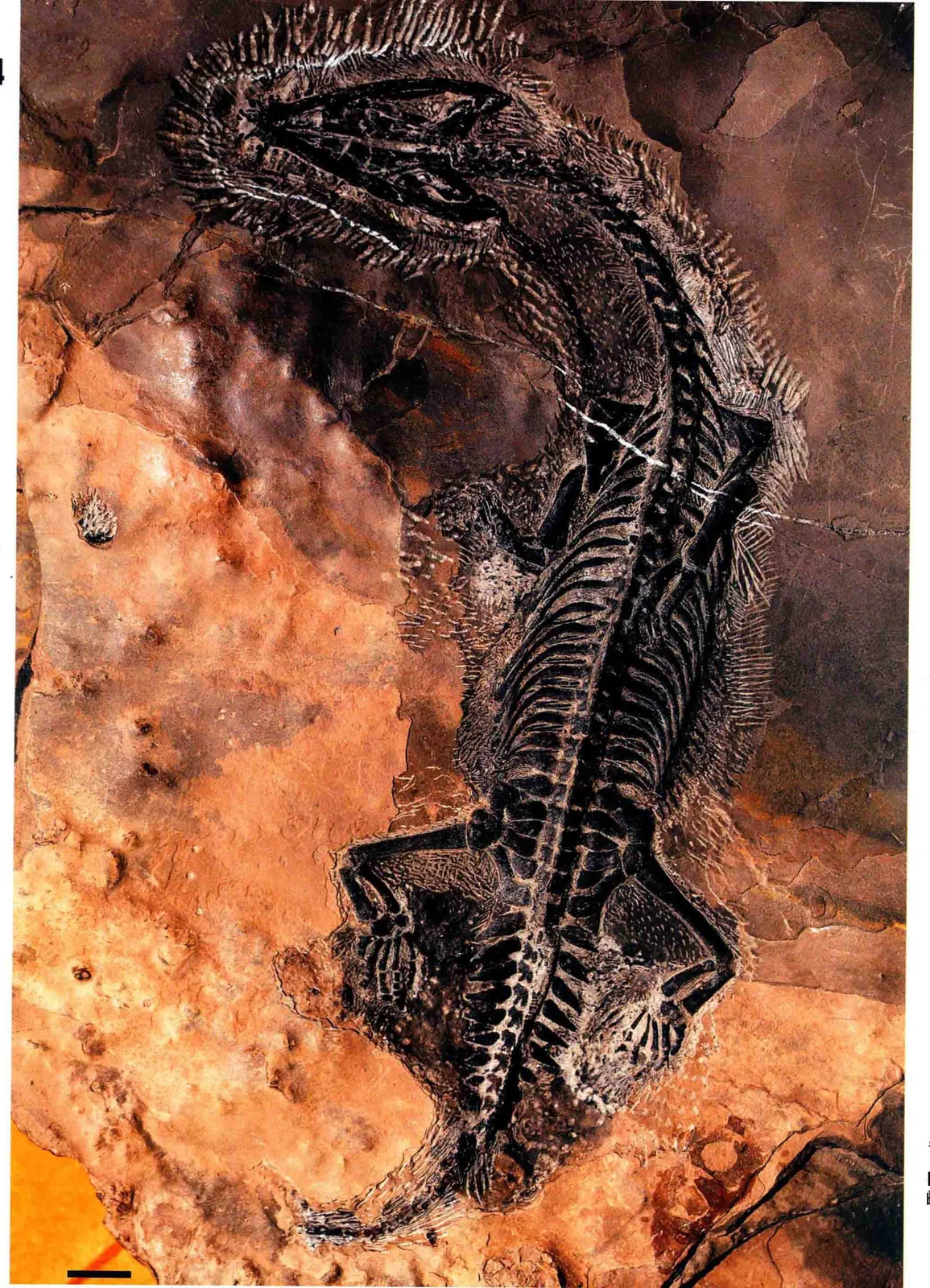Dianopachysaurus dingi, a Triassic marine reptile fossil from Luoping.