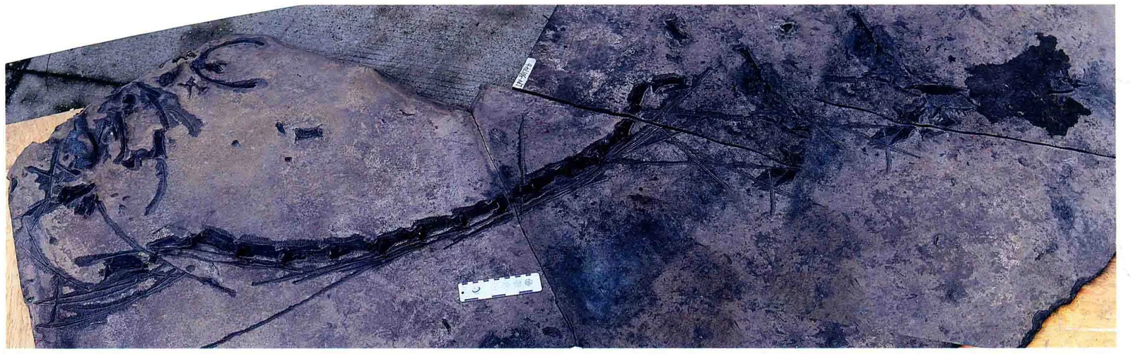 Dinocephalosaurus orientalis, a Triassic marine reptile fossil from Luoping.